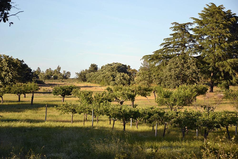 Quinta Dos Carvalhos Vila Castelo Branco  Exterior foto